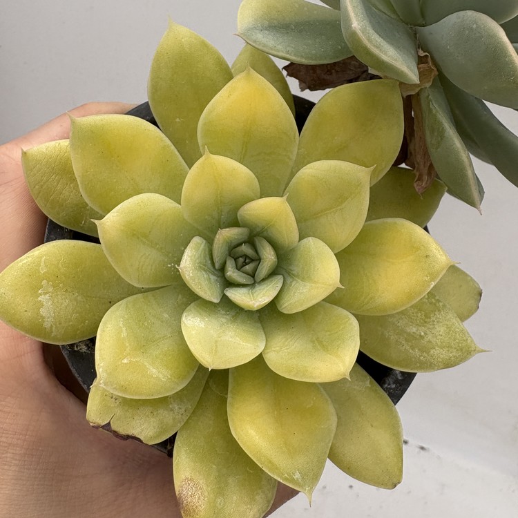 Echeveria Moonfairy Variegated-98 : DK Succulents Korea