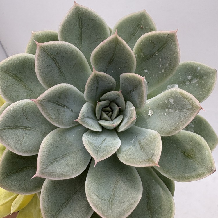 Echeveria Moonfairy Variegated-98 : DK Succulents Korea