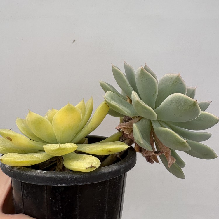 Jungle Fatigue ファティーグ OVY KAJA echeveria Echeveria Fengfei – Extra Succulent