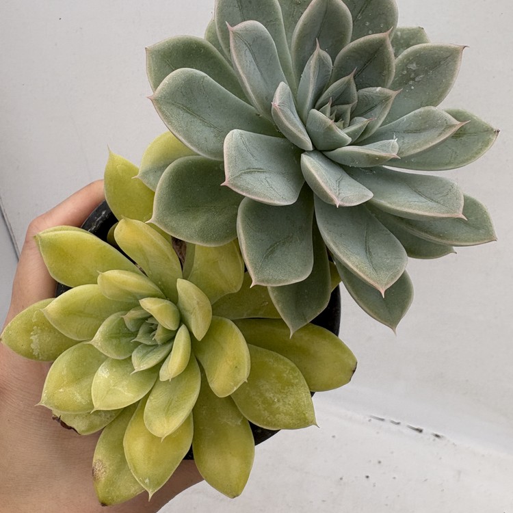 Echeveria Moonfairy Variegated-98 : DK Succulents Korea