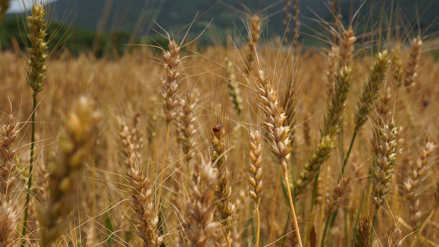 홍순영농가의 밀밭
