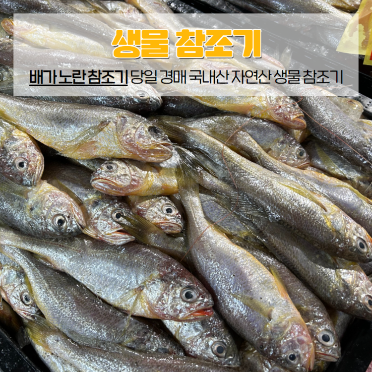 생물 참조기 : 신선팔팔농수산