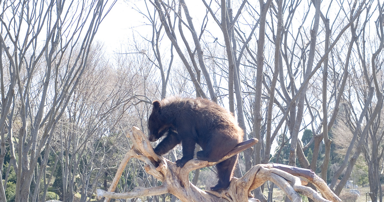 나무를 타고 있는 반달곰