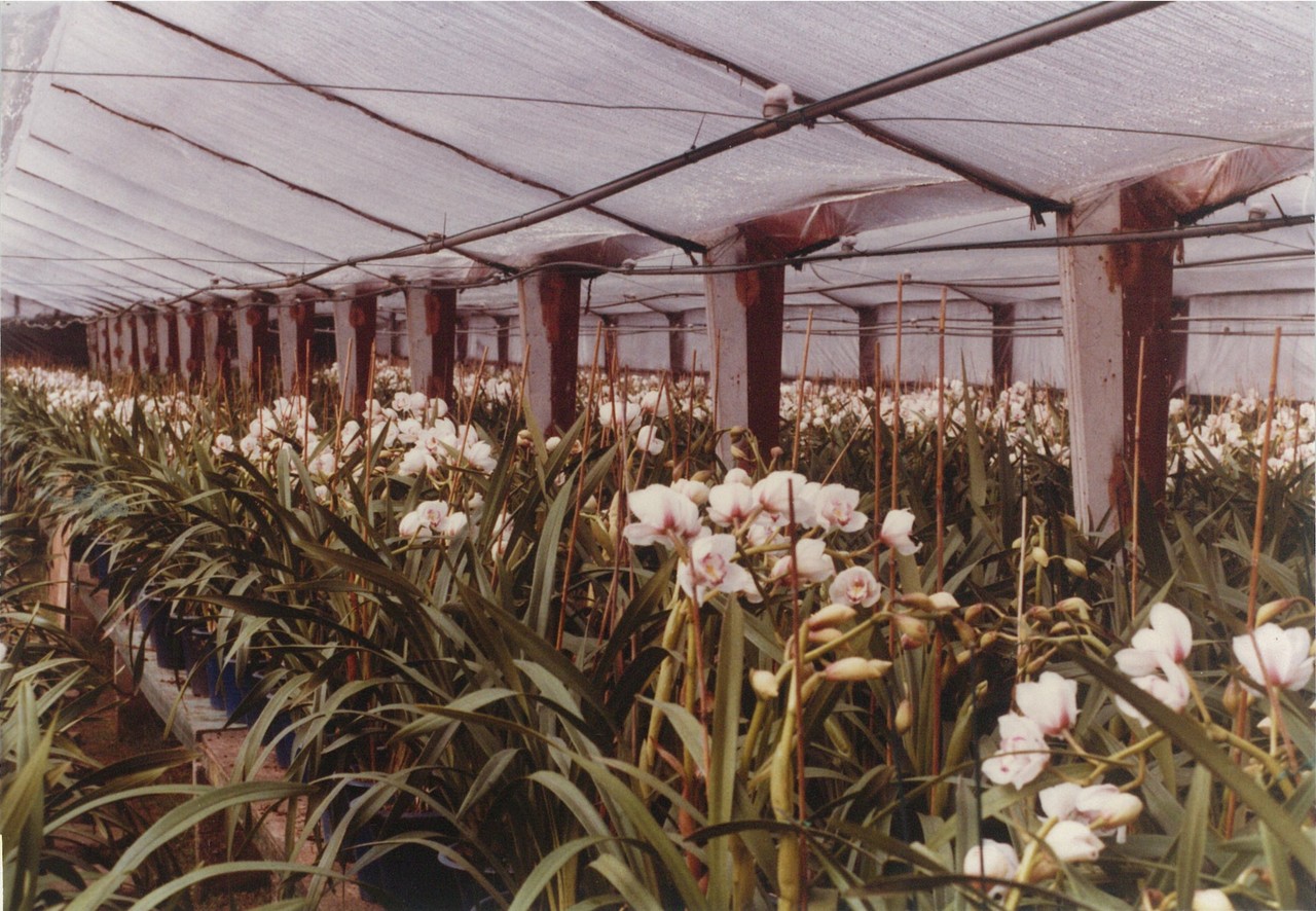 양란 재배온실에 활짝 핀 꽃