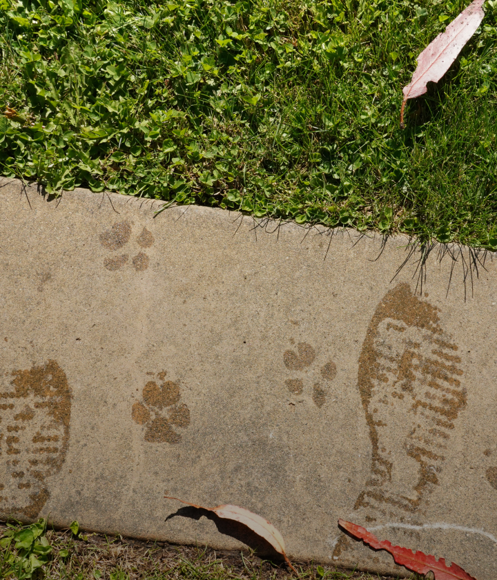 <div><div class="home-card-title">Notice</div><p class="home-card-sub">새로운 공지사항을 확인해 보세요.</p></div>