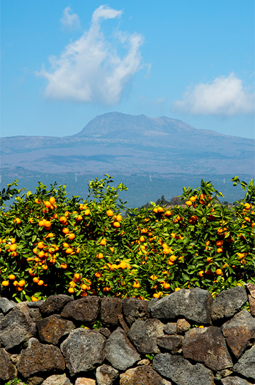<div class="tBox"><em>ONEDAY TOUR</em><span>뚜벅이 여행객을 위한<br>제주 원데이 BUS 투어</span></div>