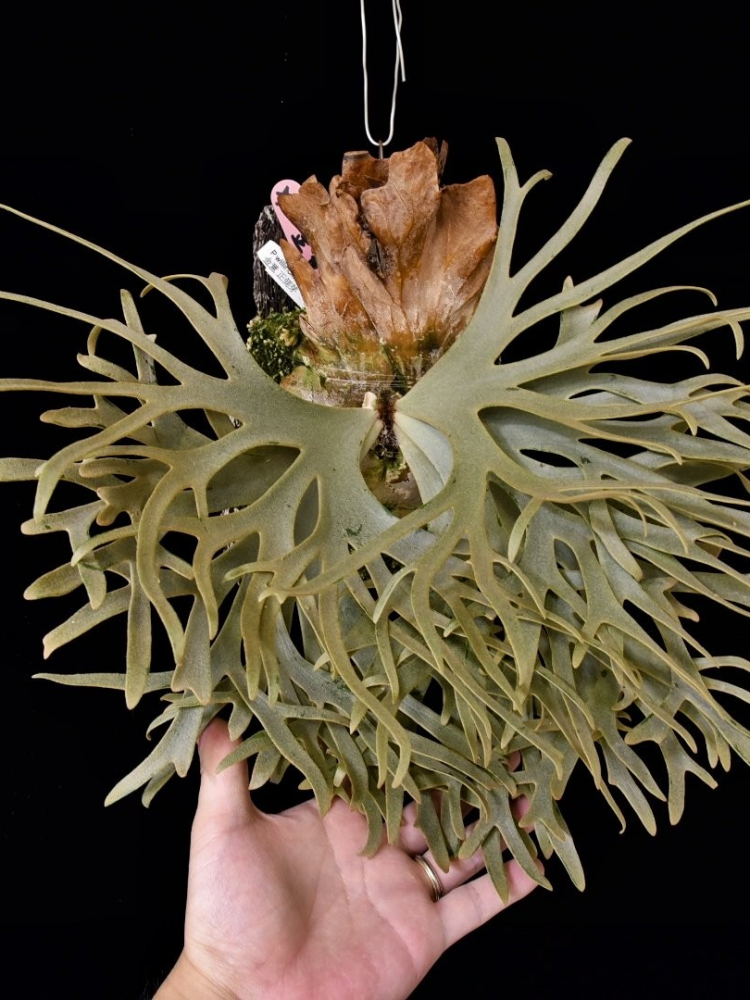 G58 P.Willinckii Golden Boy sporeling Platycerium Willinckii