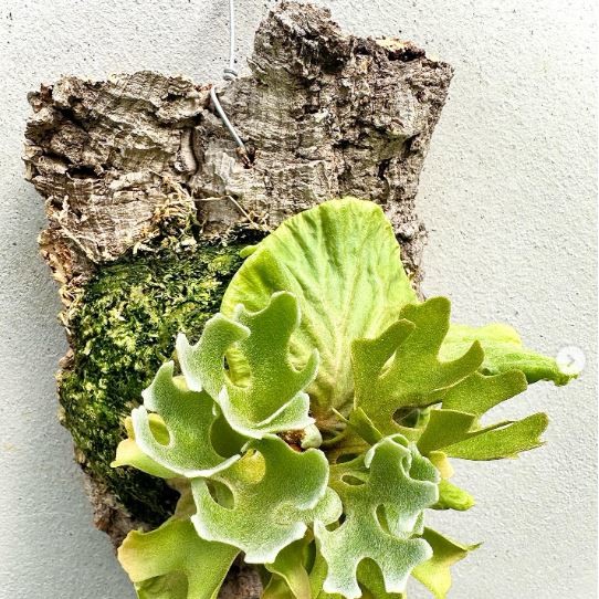 Platycerium ridleyi dwarf silver : 식물을 키우는 감각