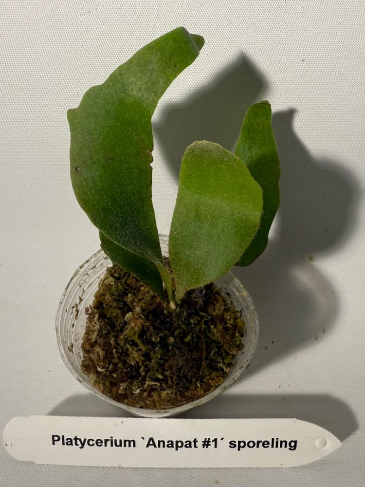 P.willinckii anapat #1 spore スポア アナパット ウィリンキー