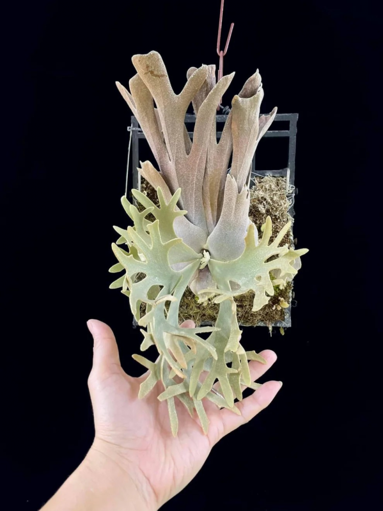 Platycerium willinckii cv 'Yellow moon dwarf' : 식물을 키우는 감각