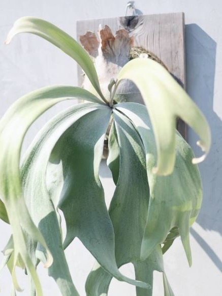 ビカクシダ P. willinckii cv. 'Queen Meduusa' P. willinckii cv. 'Queen Meduusa' P. Willinckii Blue Queen