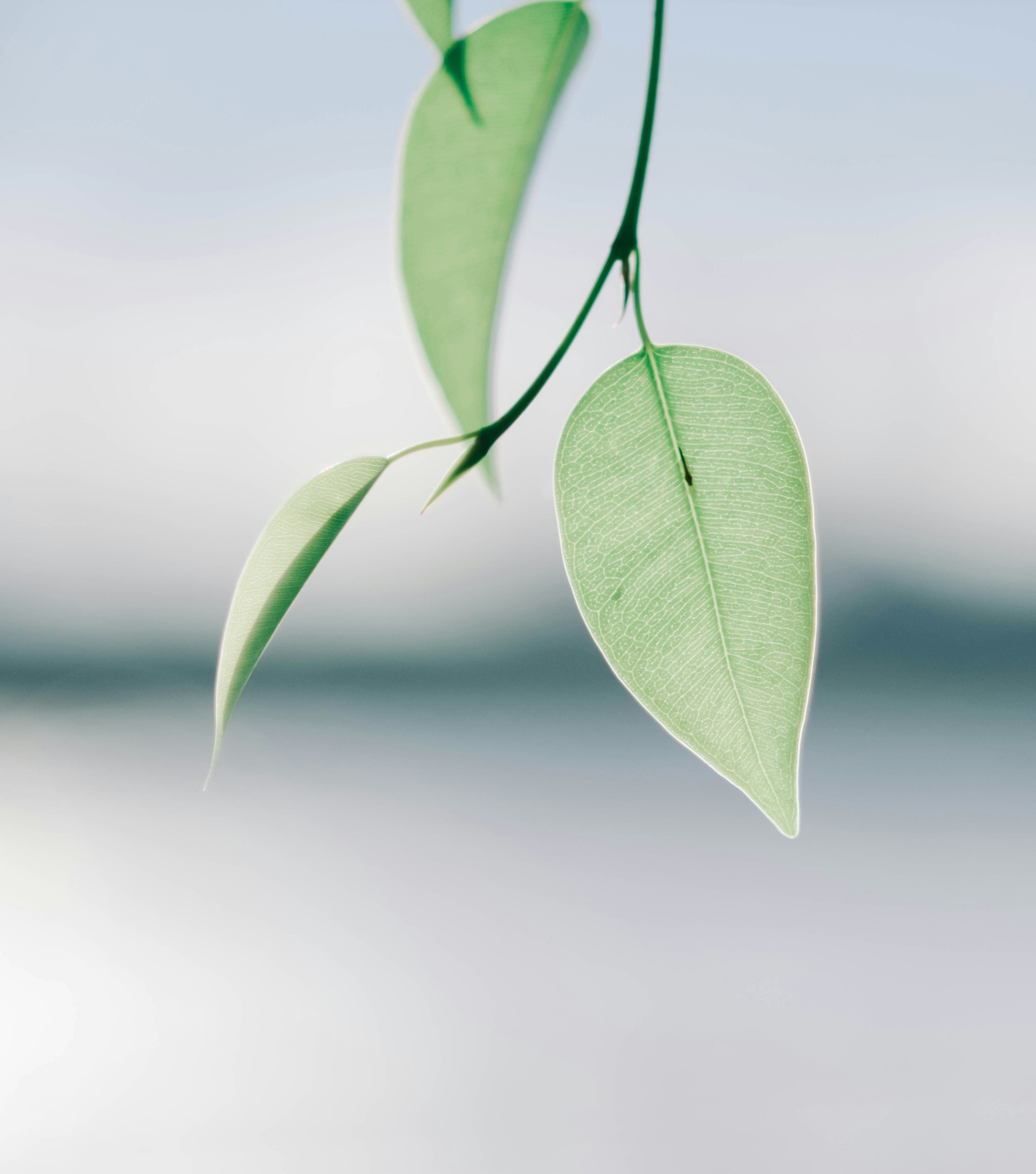 mobile background
