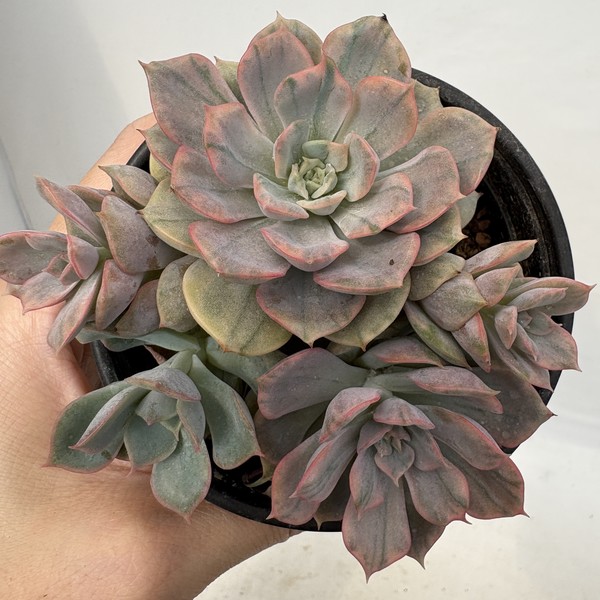 Jungle Fatigue ファティーグ OVY KAJA echeveria Echeveria Pink Butterfly var.🥰🥰 #echeveriapinkbutterfly