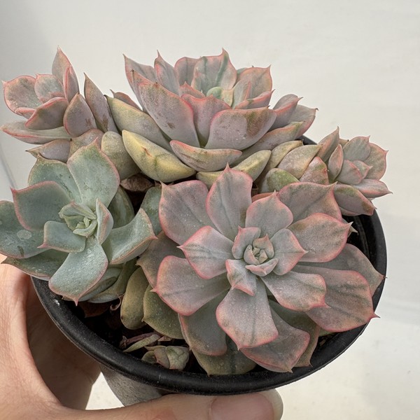 Echeveria Pink Funky Variegated-83 : DK Succulents Korea