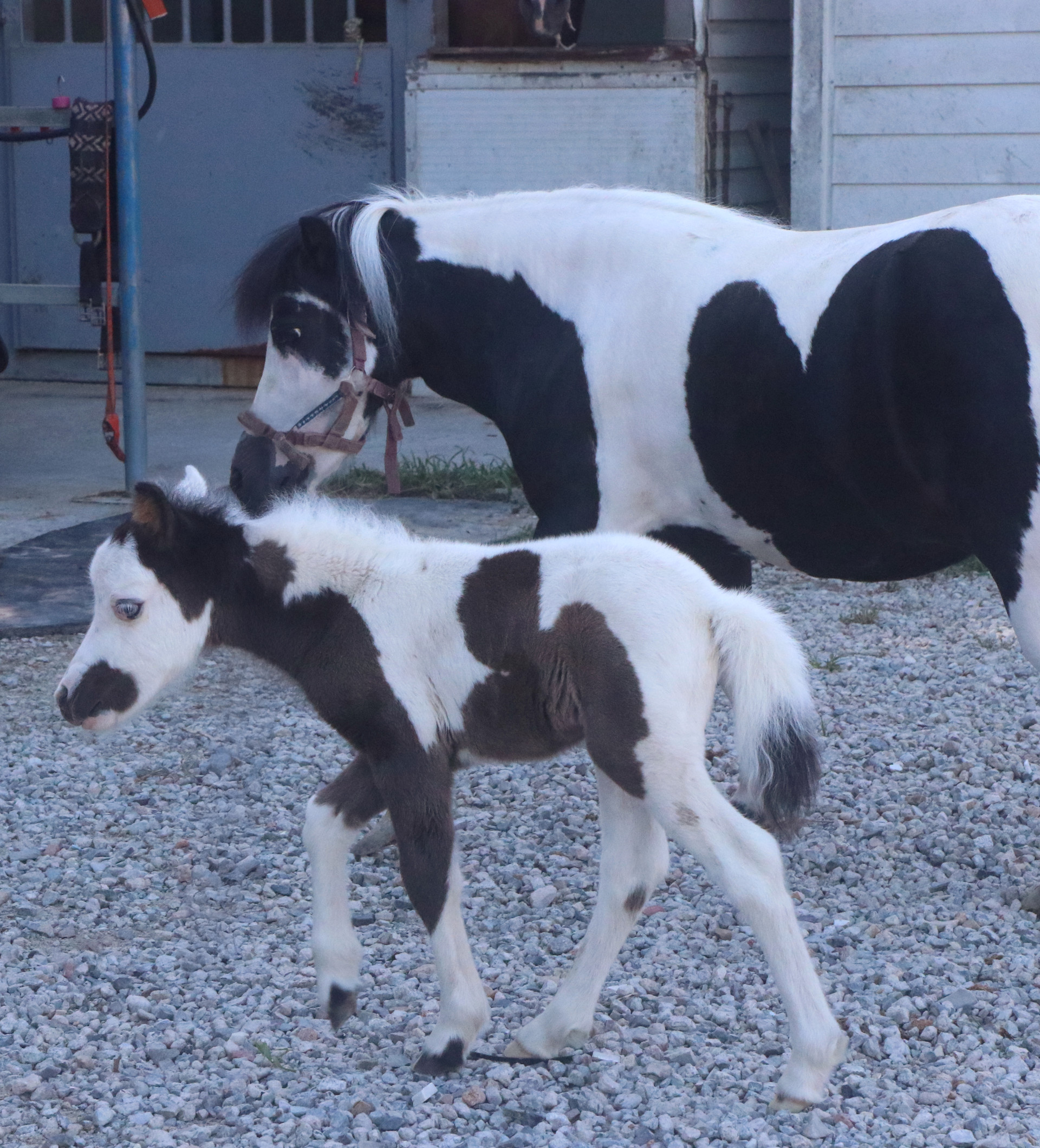" We provide a meaningful experience that satisfies the five senses of smell, hearing, sight, taste, and touch.  The wind from nature, the smell of different grasses, the sound of birds chirping, the colorful flowers, animals, and delicious food lead you back to Sungho Resort. "