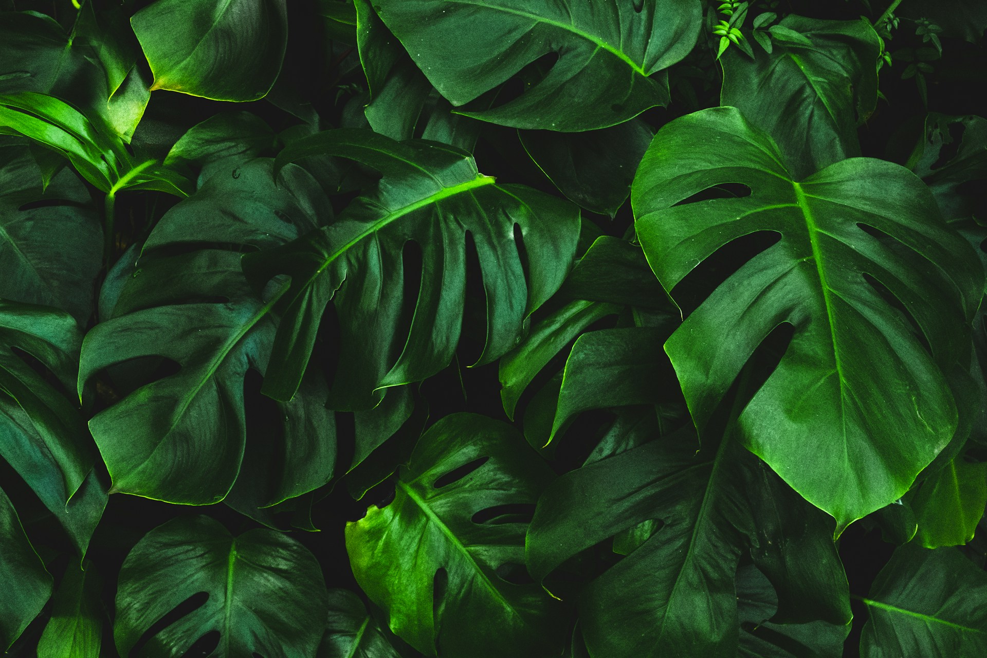 mobile background