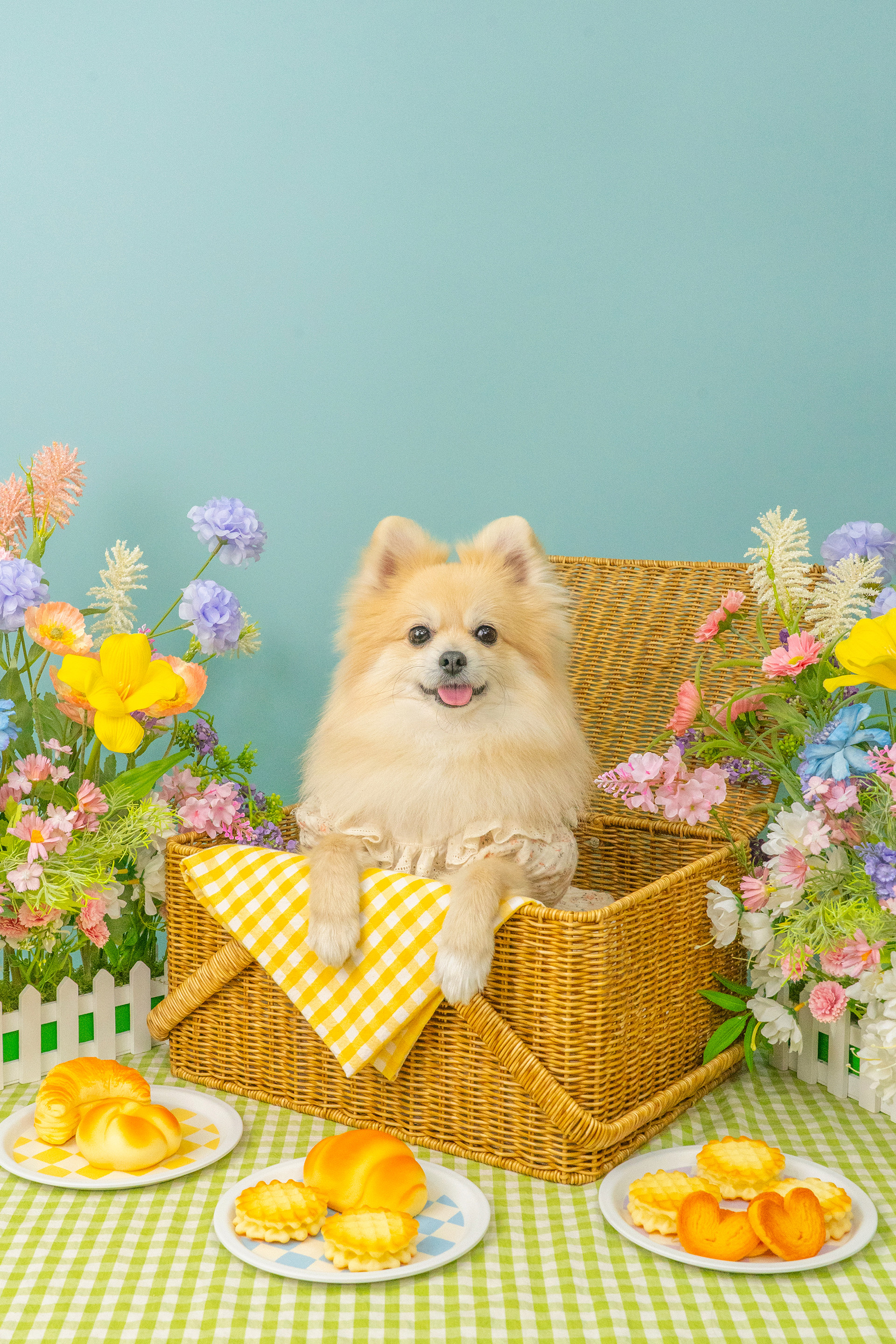 3355스튜디오 강아지 컨셉사진