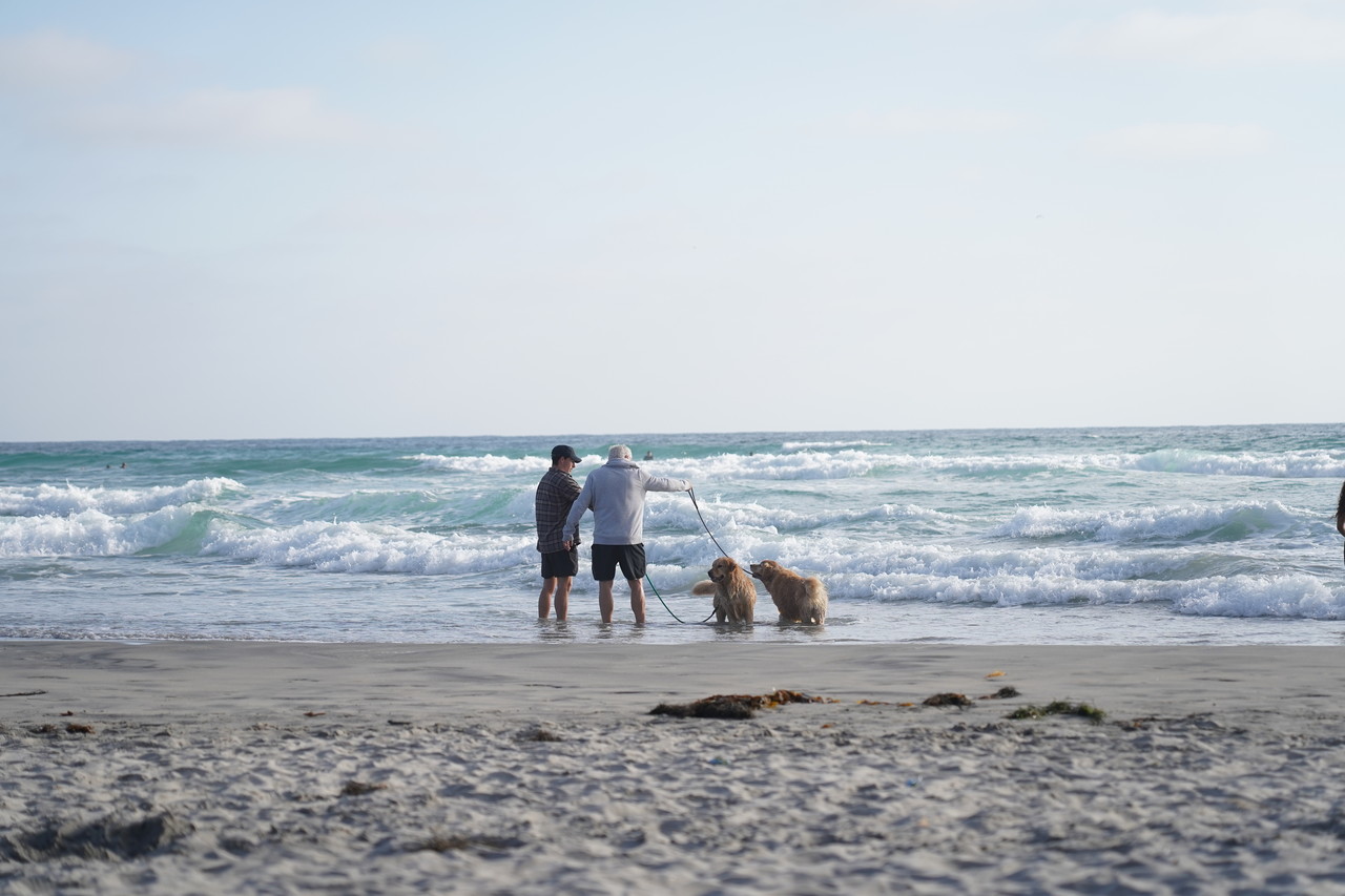 <div class="serif-h2-semibold">Dog</div>