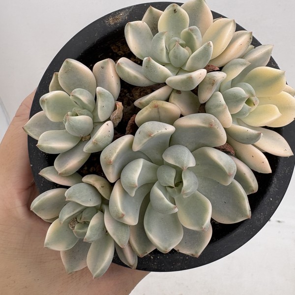 Jungle Fatigue ファティーグ OVY KAJA echeveria Jungle Fatigue