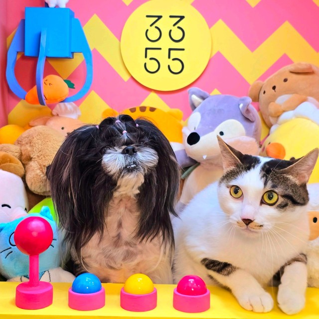 고양이포토존 고양이컨셉사진 고양이사진촬영 고양이스튜디오 고양이사진관