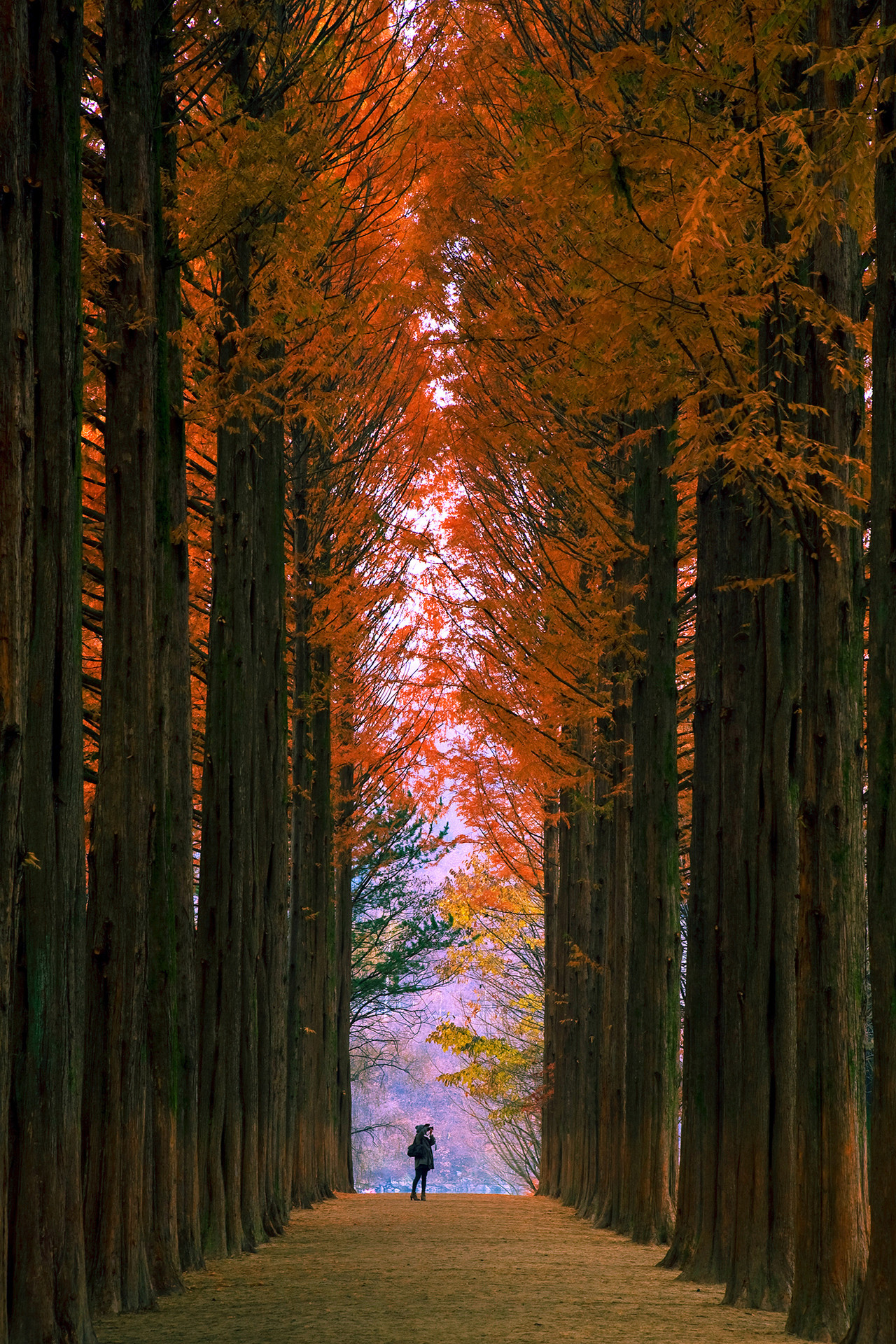 남이섬 가을 풍경 메타세쿼이아길 송파은행나무길