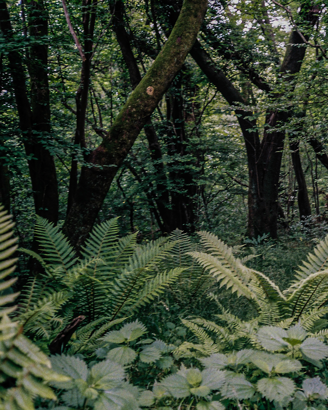 모노룸 초여름 매실향 퍼퓸 미스트