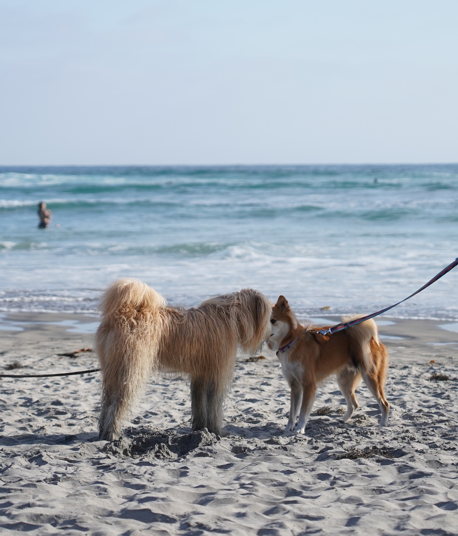 <div><div class="home-card-title">Dog</div><p class="home-card-sub">소중한 파트너의 행복한 삶을 위해,<br/>모든 순간을 더 편안하고 건강하게.</p></div>