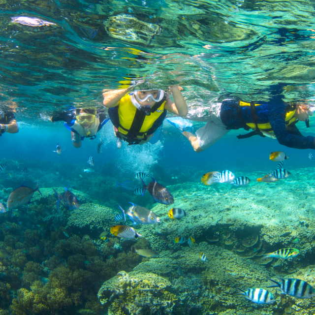 피쉬아이 스노클링