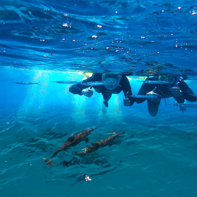 스타돌핀크루즈