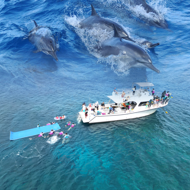 린든45 돌핀크루즈