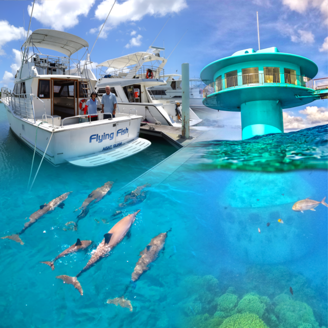 피쉬아이 돌핀와칭