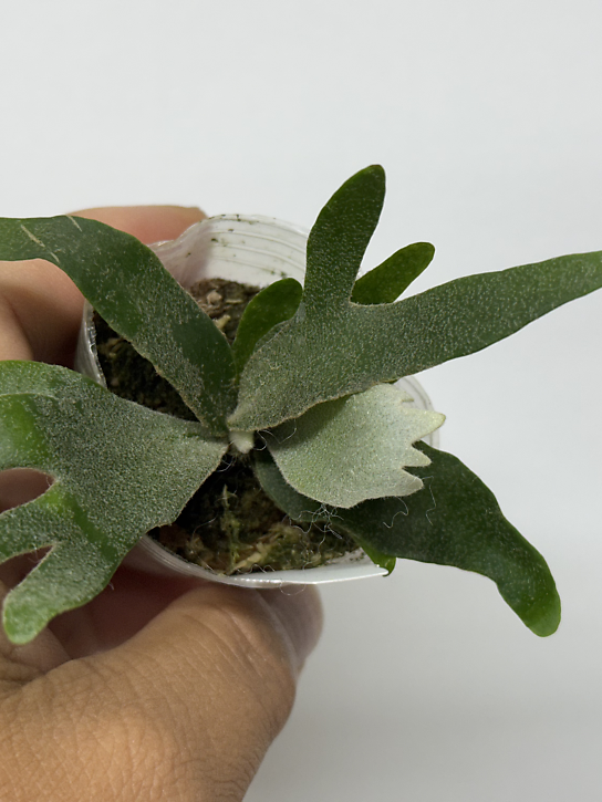 E4 P.Willinckii Golden Boy sporeling Species Spotlight