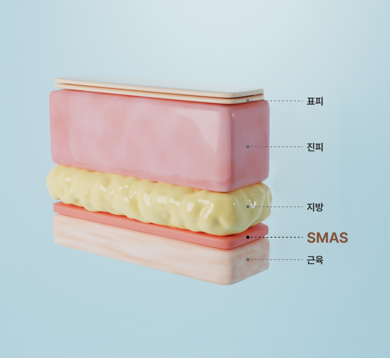 부산 서면 리프트리성형외과 안면목거상술 smas층 설명 이미지