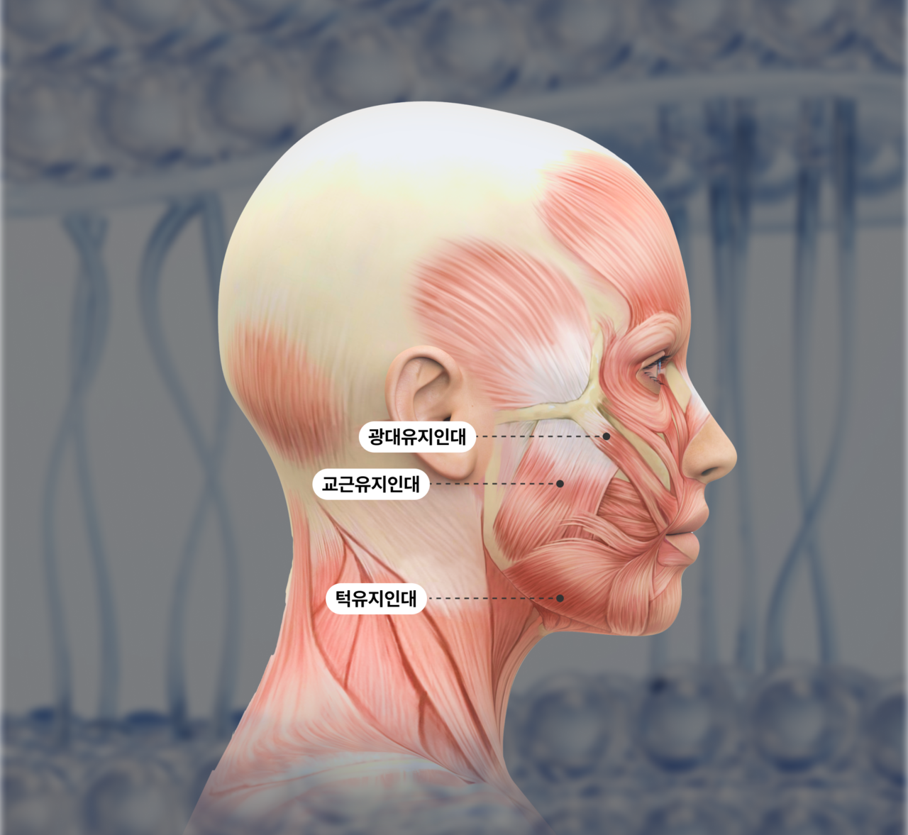 부산 서명 리프트리성형외과 안면목거상술 유지인대 설명 이미지