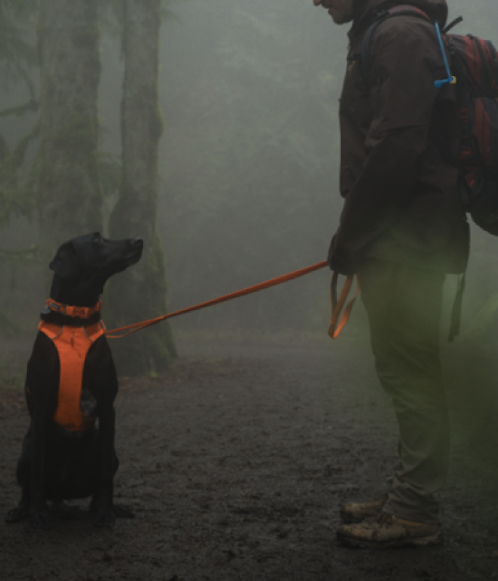 <div><div class="home-card-title">Harness</div></div>