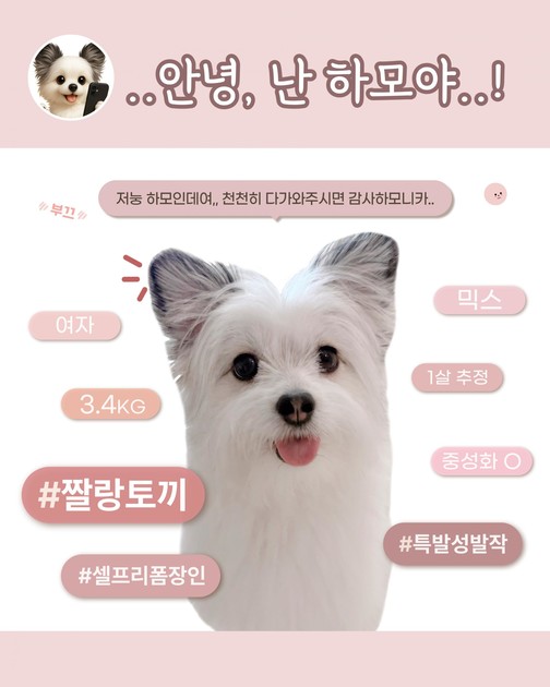 하모 기본 프로필 : Bogoland