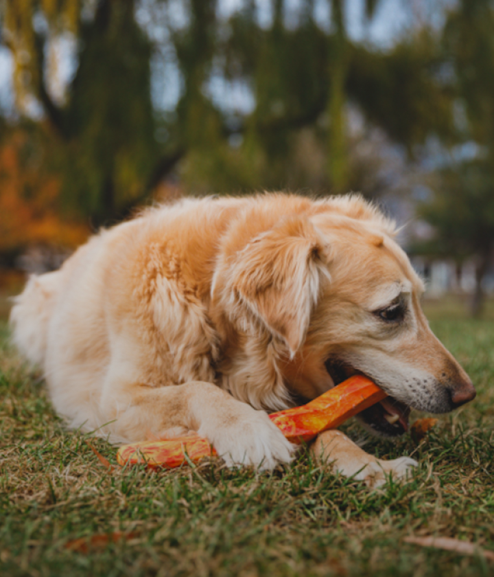 <div><div class="home-card-title">Toy</div></div>