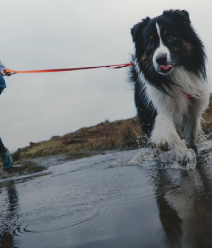 <div><div class="home-card-title">Leash</div></div>