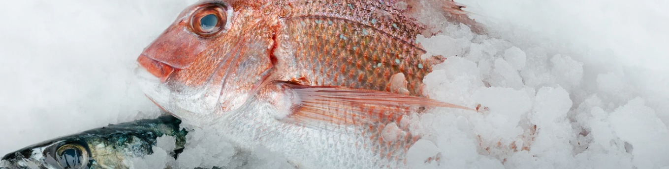 온도가 -1℃,  염분 농도 약 1% 의  눈 모양의 얼음  