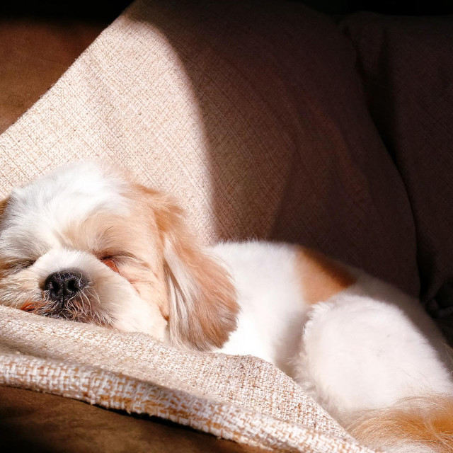 <h6 style="text-align: center;"><br></h6>  <h6 style="text-align: center;">   <span style="font-size: 24px; color: #354b25;">     <strong>동물병원 인계</strong>   </span> </h6>  <p style="text-align: center; line-height: 1;">   <span style="font-size: 16px; color: rgb(51, 61, 75);">     장례에 대해 알지 못해   </span> </p>  <p style="text-align: center; line-height: 1;">   <span style="font-size: 16px; color: rgb(51, 61, 75);">     동물병원에 인계 하는 경우   </span> </p> 