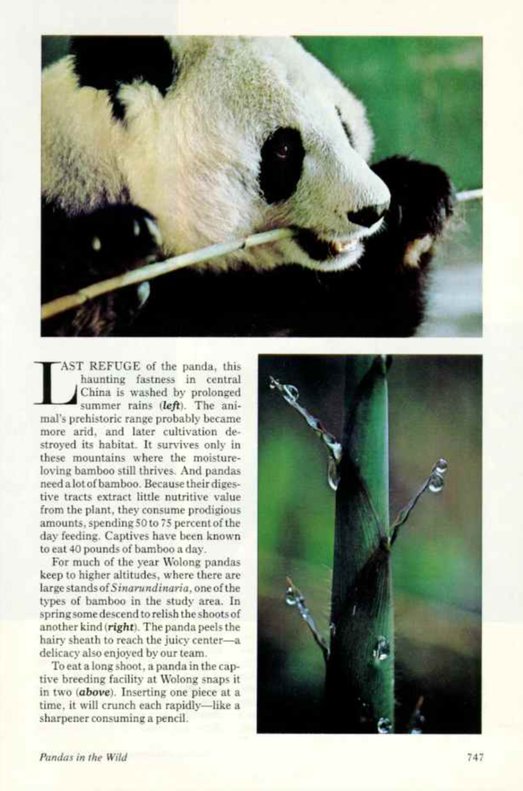 ナショナルジオグラフィック - National Geographic (1981-12) : DDN