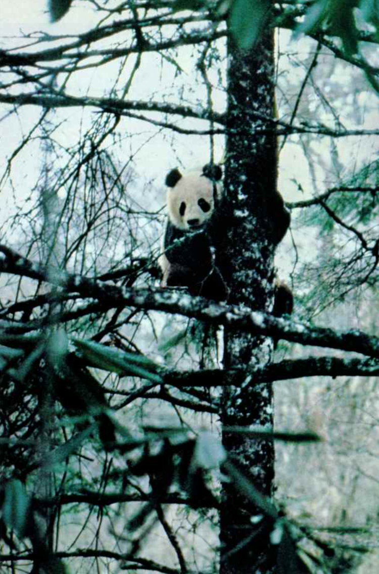 ナショナルジオグラフィック - National Geographic (1981-12) : DDN