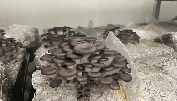 버섯이 자라는 모습