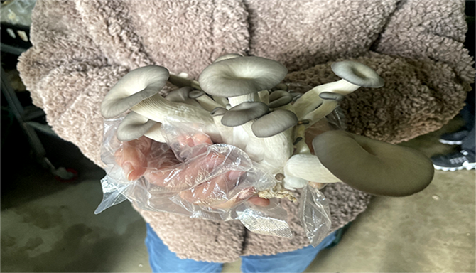 수확한 느타리버섯