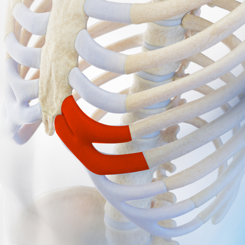 <p style="margin-top:20px;"><span style="font-size: 30px;"><strong><span style="color: rgb(255, 255, 255);">늑연골</span></strong></span></p>