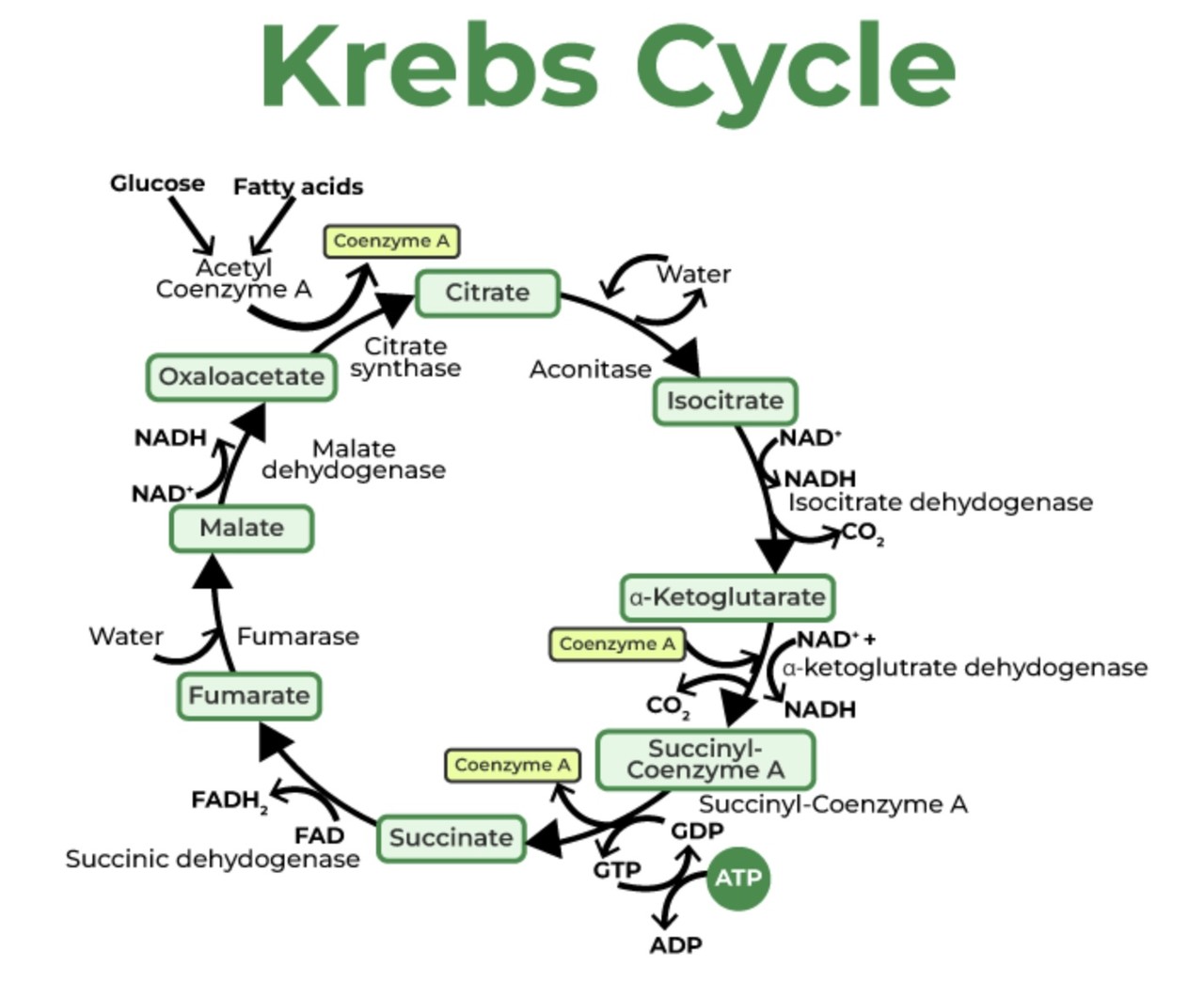 노벨상 수상, 구연산 회로(Kreb's Cycle)