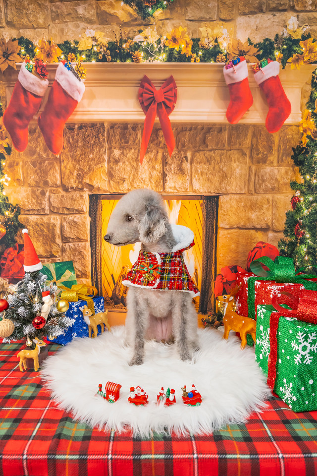 3355스튜디오 강아지 컨셉사진