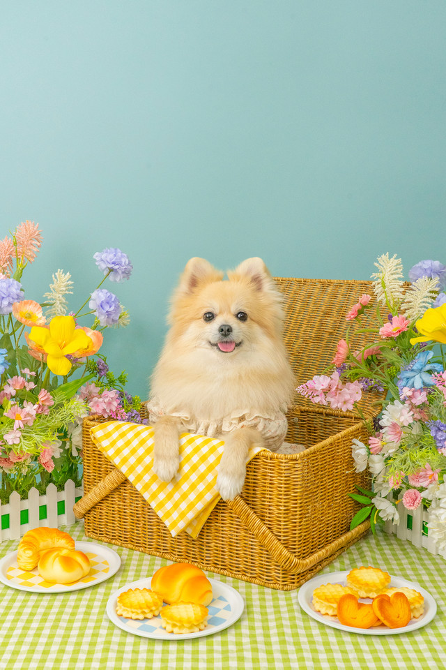 3355스튜디오 강아지 컨셉사진