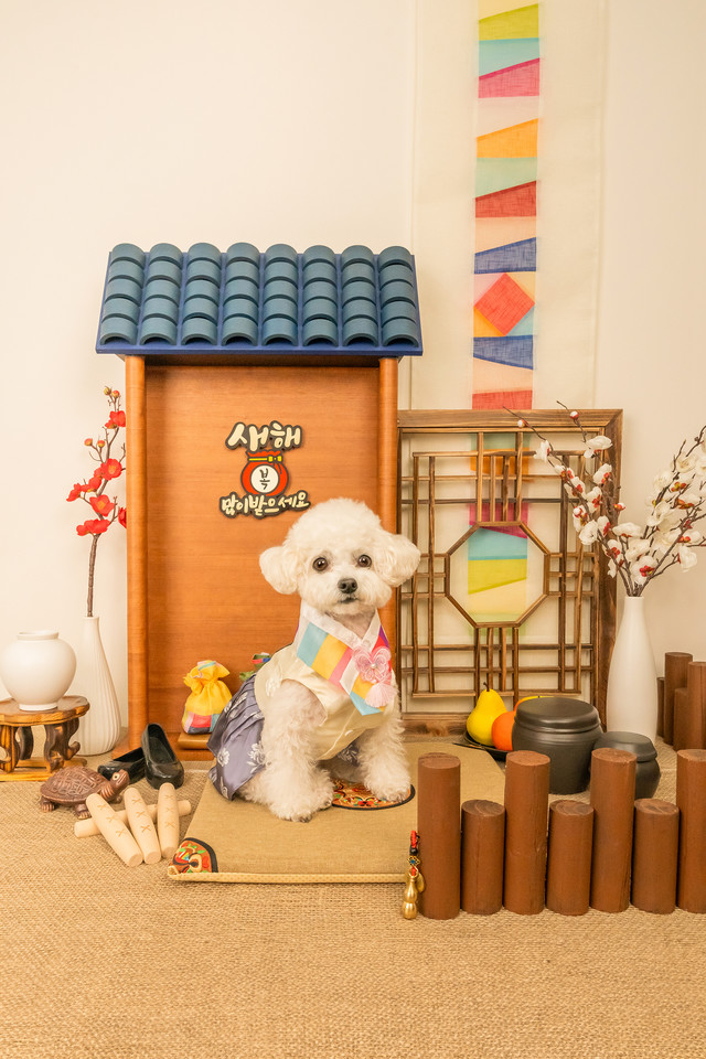 3355스튜디오 강아지 컨셉사진