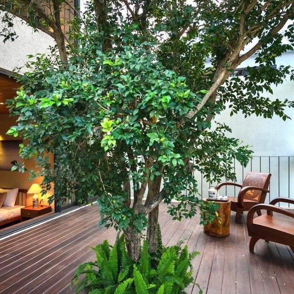 예약 상품 이미지